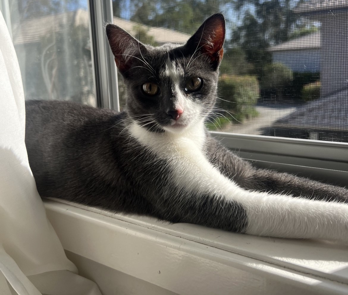 Orion the 1 year old Short-haired Domestic - playful and social cat who loves toys and cosy blankets.