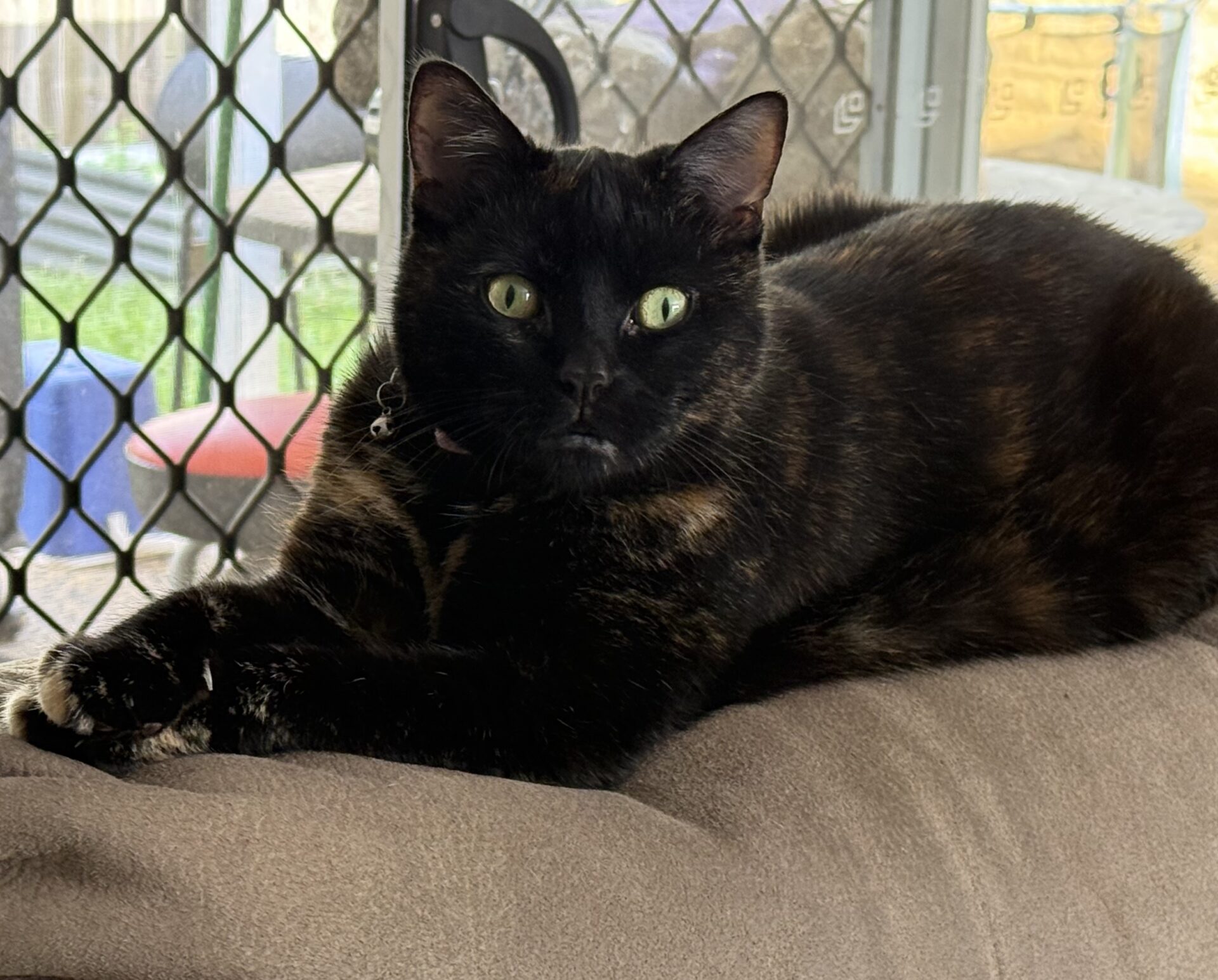 Frankie the 8 year old Domestic cat - affectionate and calm cat who loves gentle attention and quiet environments.