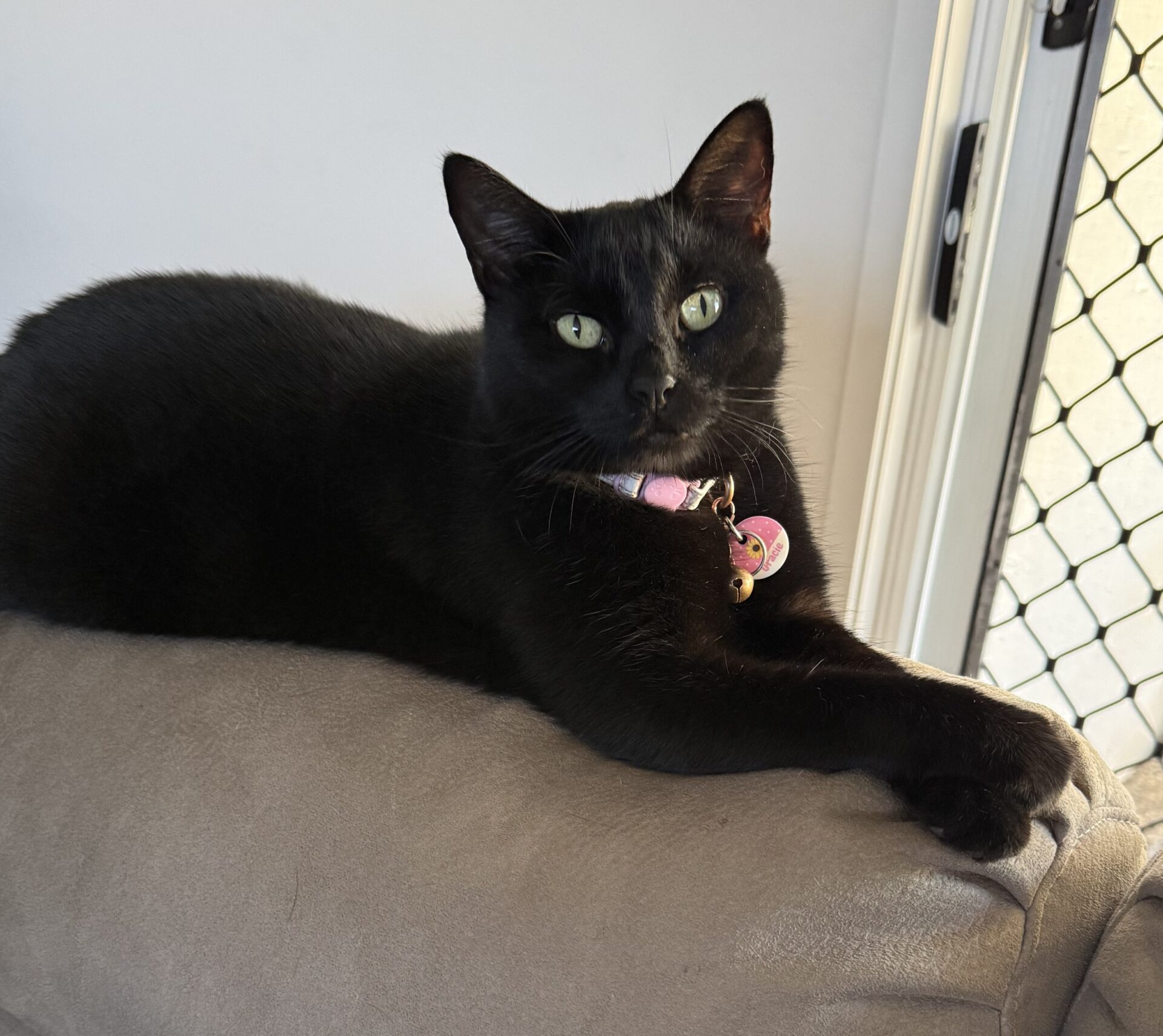 Gracie the 8 year old Domestic cat - affectionate and vocal cat who loves gentle attention and companionship.