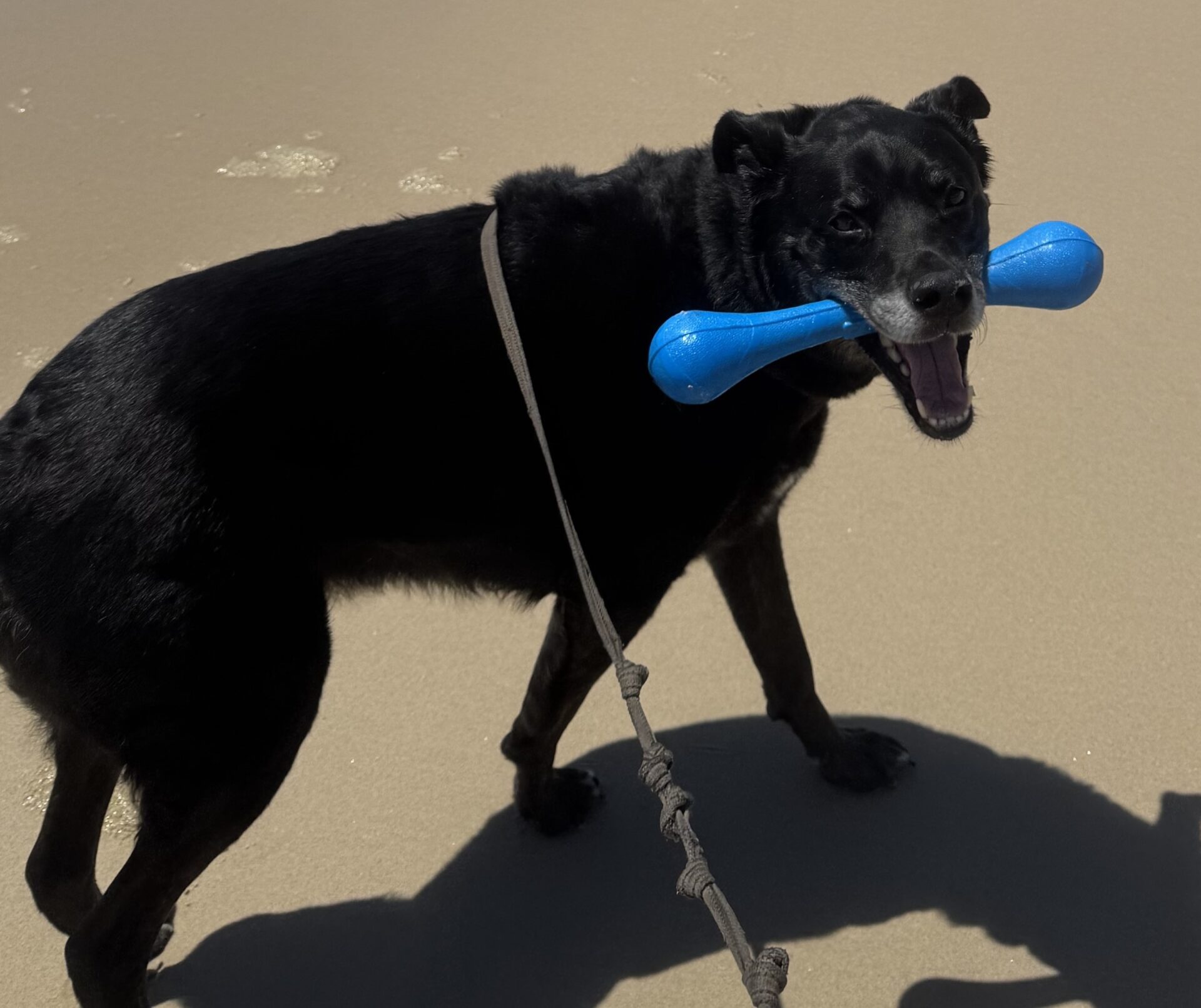 Oscar the 8.5 year old Kelpie Cross - gentle and cheeky dog who loves beach walks, playing catch and cuddling close to his people.