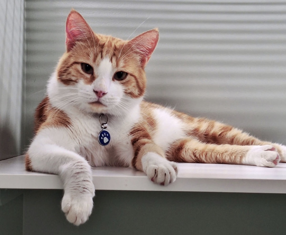 Ted the 4 year 2 month old Domestic Short Hair - chilled and affectionate cat who loves companionship, playtime and being part of family life.