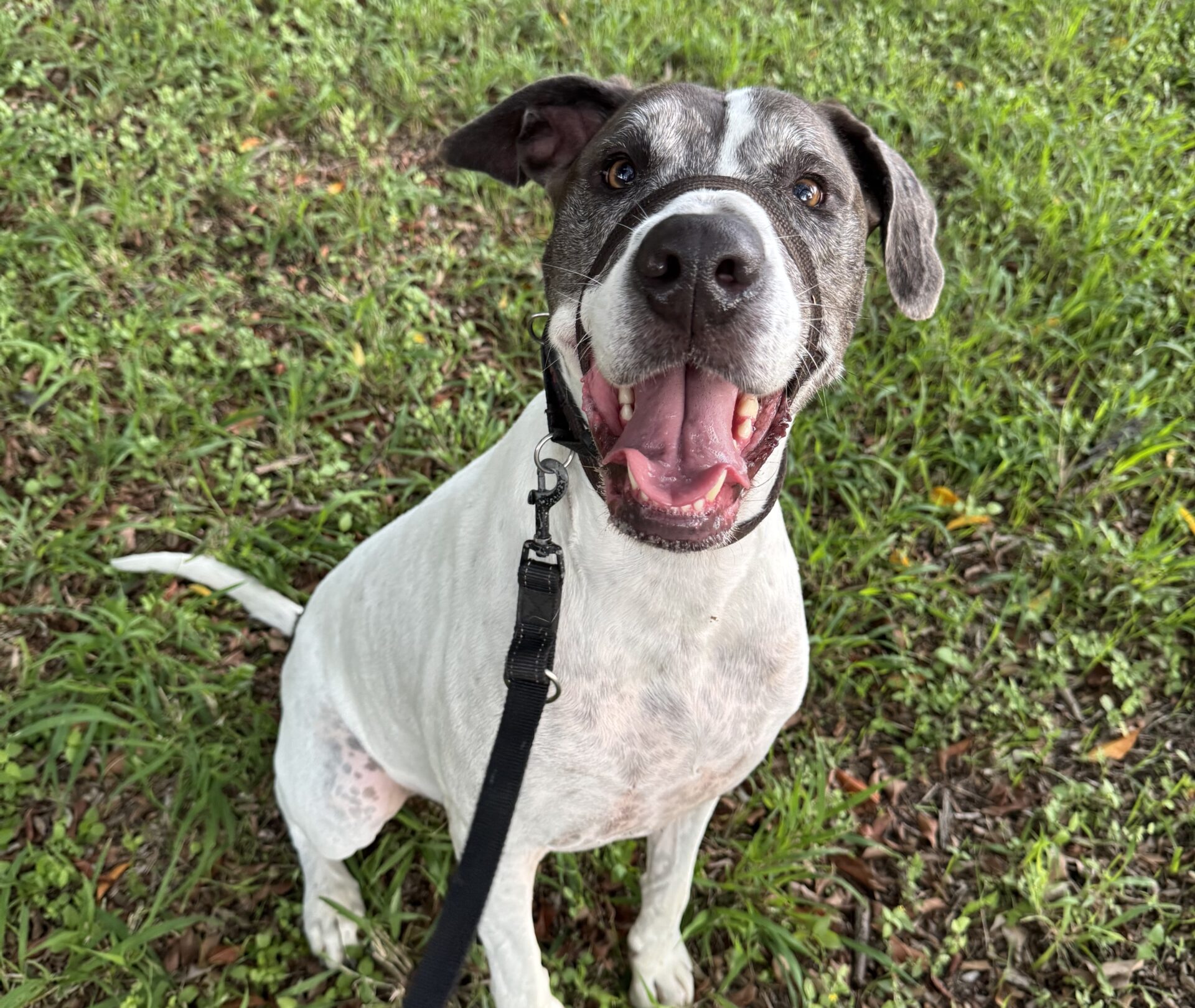 Jerzey the 5 year 8 month old Great Dane x Bull Arab - goofy and loving dog who loves people, companionship and being part of daily life.