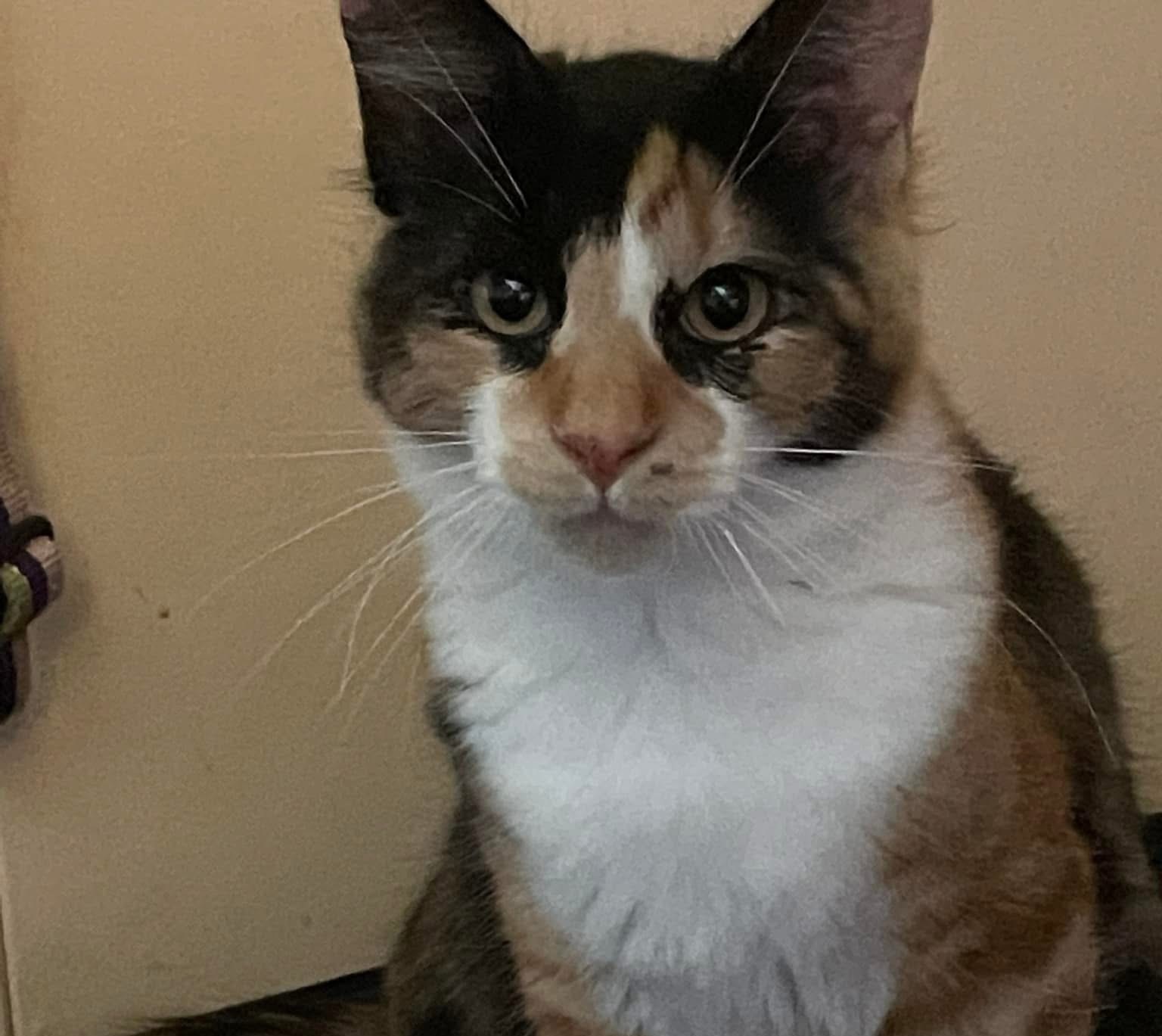 Daisy the 3 year 7 month old Ragdoll x Domestic Medium Hair - affectionate and expressive cat who loves cuddles and gentle attention.