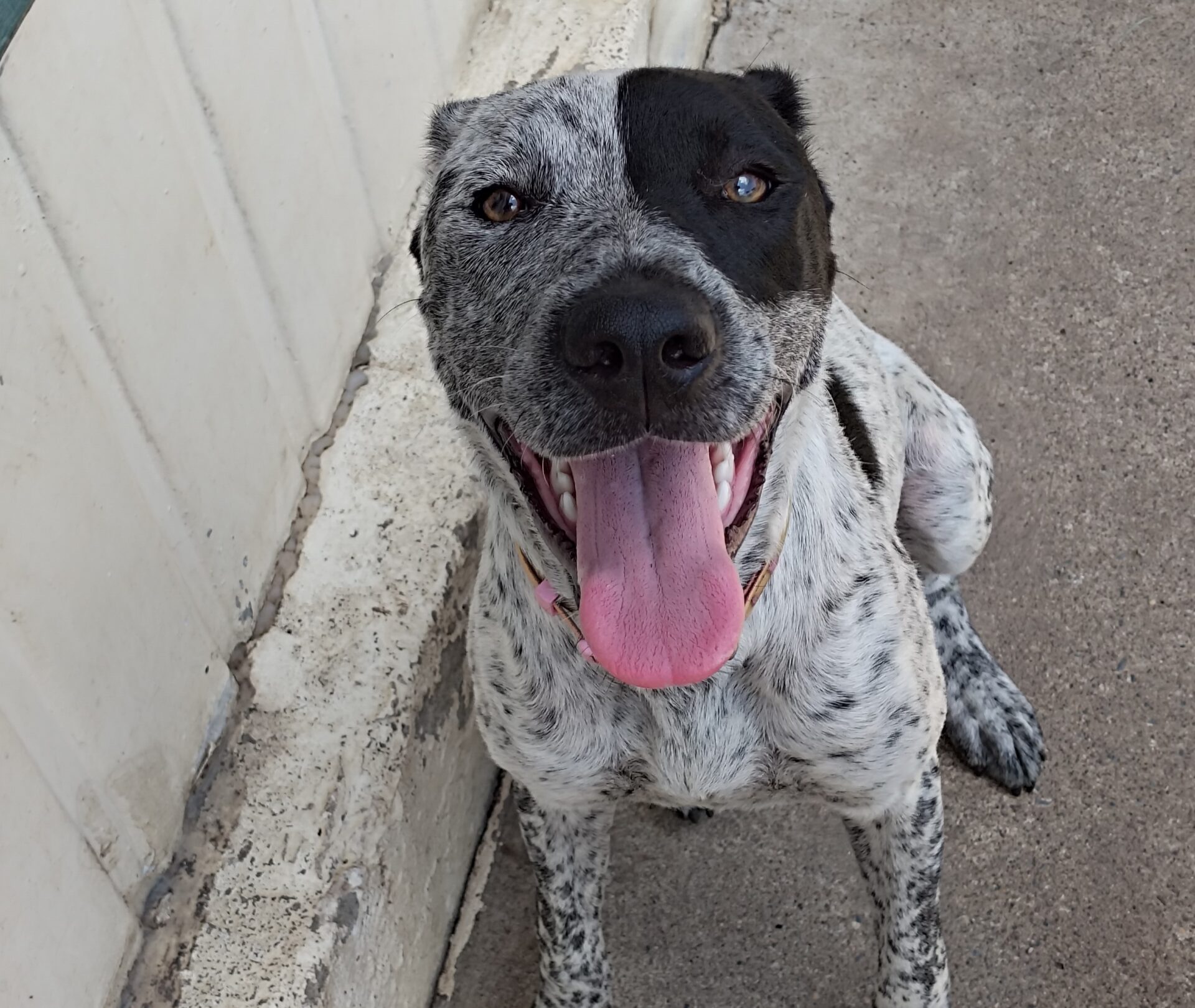 Noodles the 11 month old Cattle Dog x Bull Arab - playful and energetic dog who loves playtime and people.