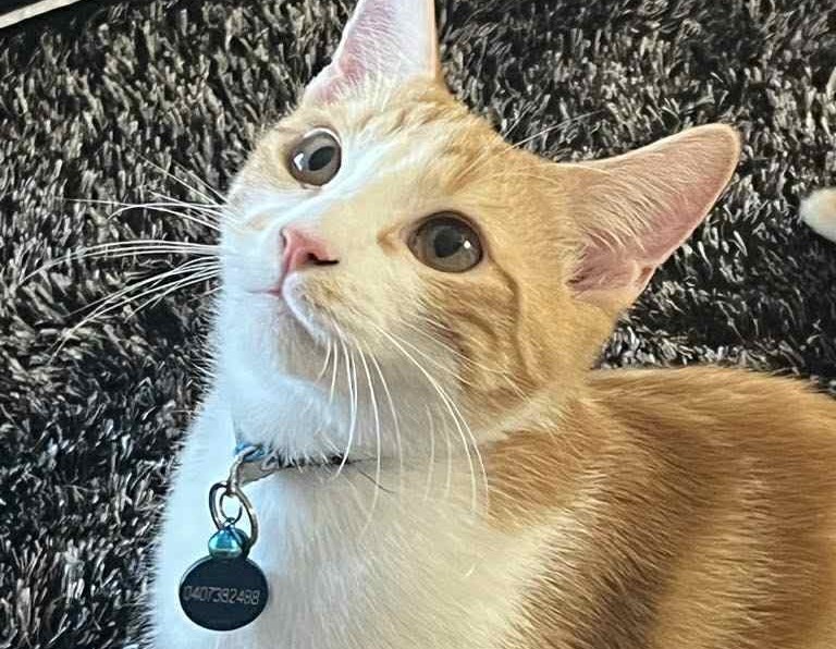 Foxey the 1 year old Domestic Short Hair - sweet and playful cat who loves treats, digital fish games and outdoor adventures.