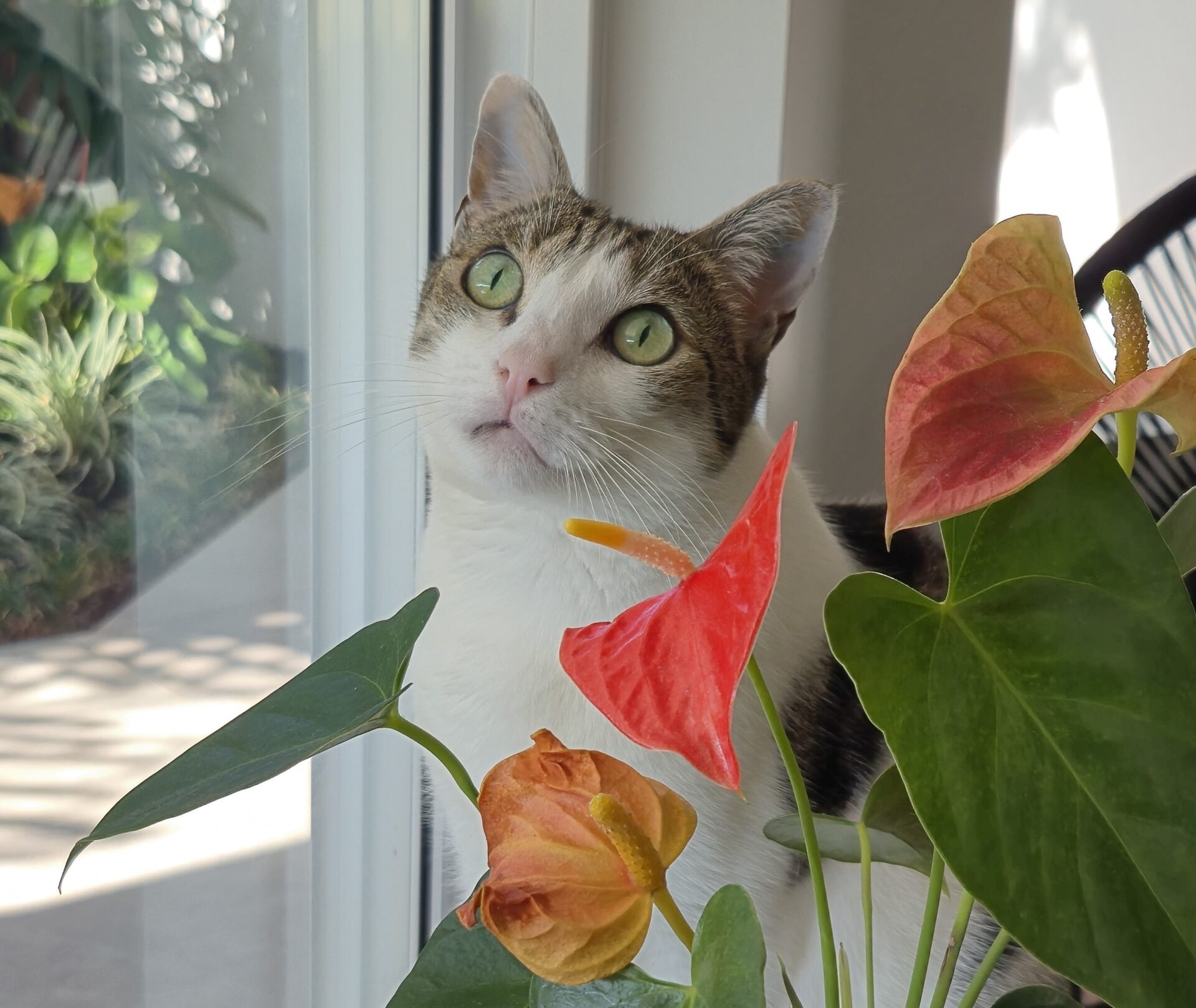 Harry the 7 year old Domestic Shorthair - loving and gentle cat who loves human companionship and daily brushing.