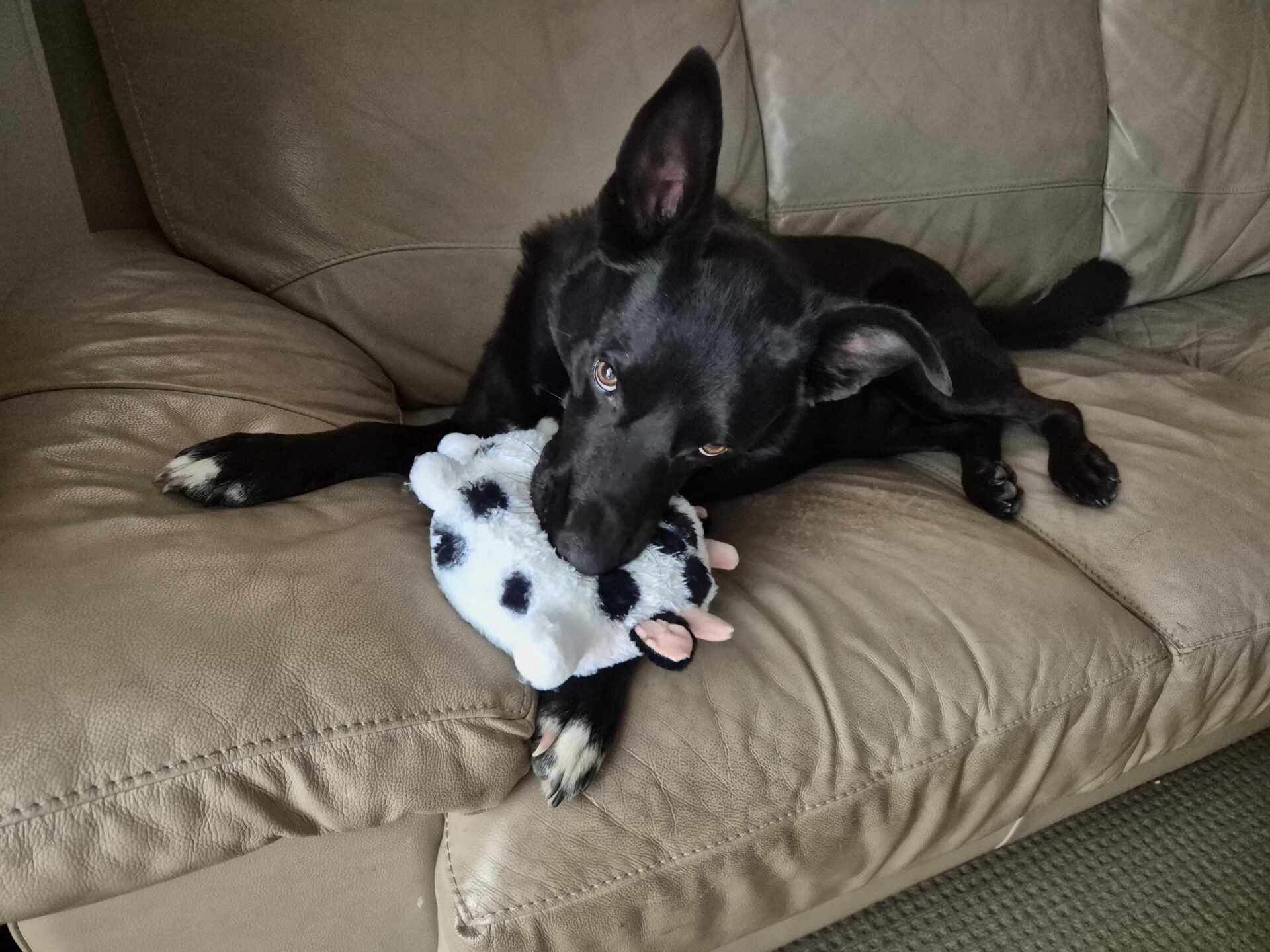 Nero the 4 year old Kelpie x Border Collie - loyal and energetic dog who loves running, cuddles and being close to his people.