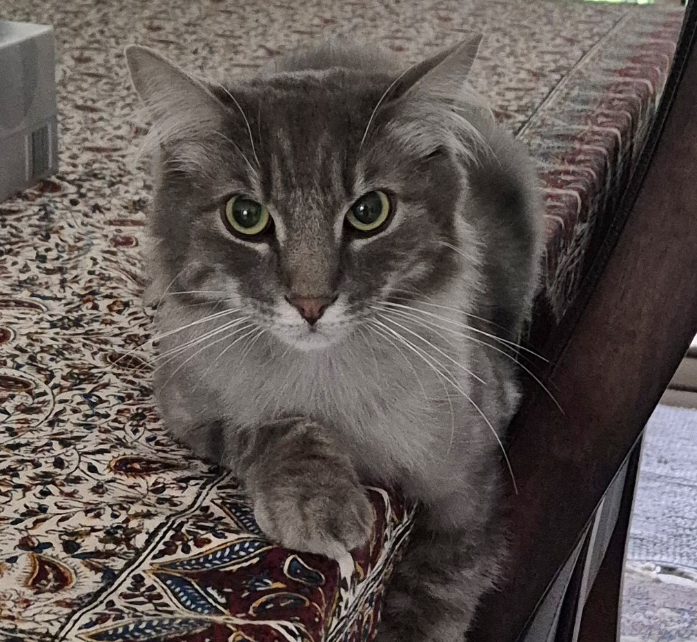 Pishi the 3 year 2 month old Grey Tabby - playful and affectionate cat who loves outdoor adventures, food and attention from his people.
