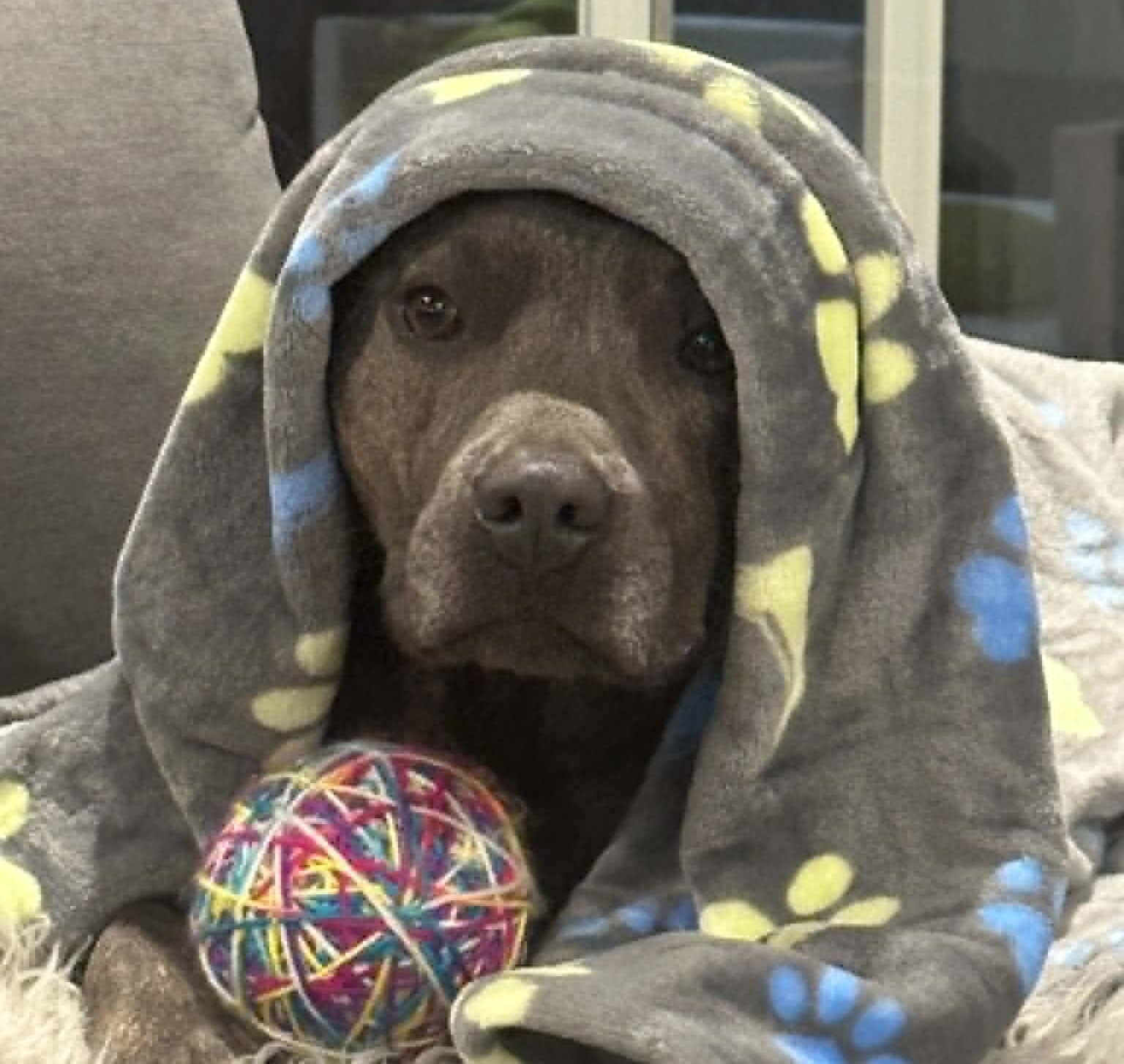 Whiskey the 4 year old Purebred English Staffy - loving and gentle dog who loves chasing a ball and swimming at the beach.
