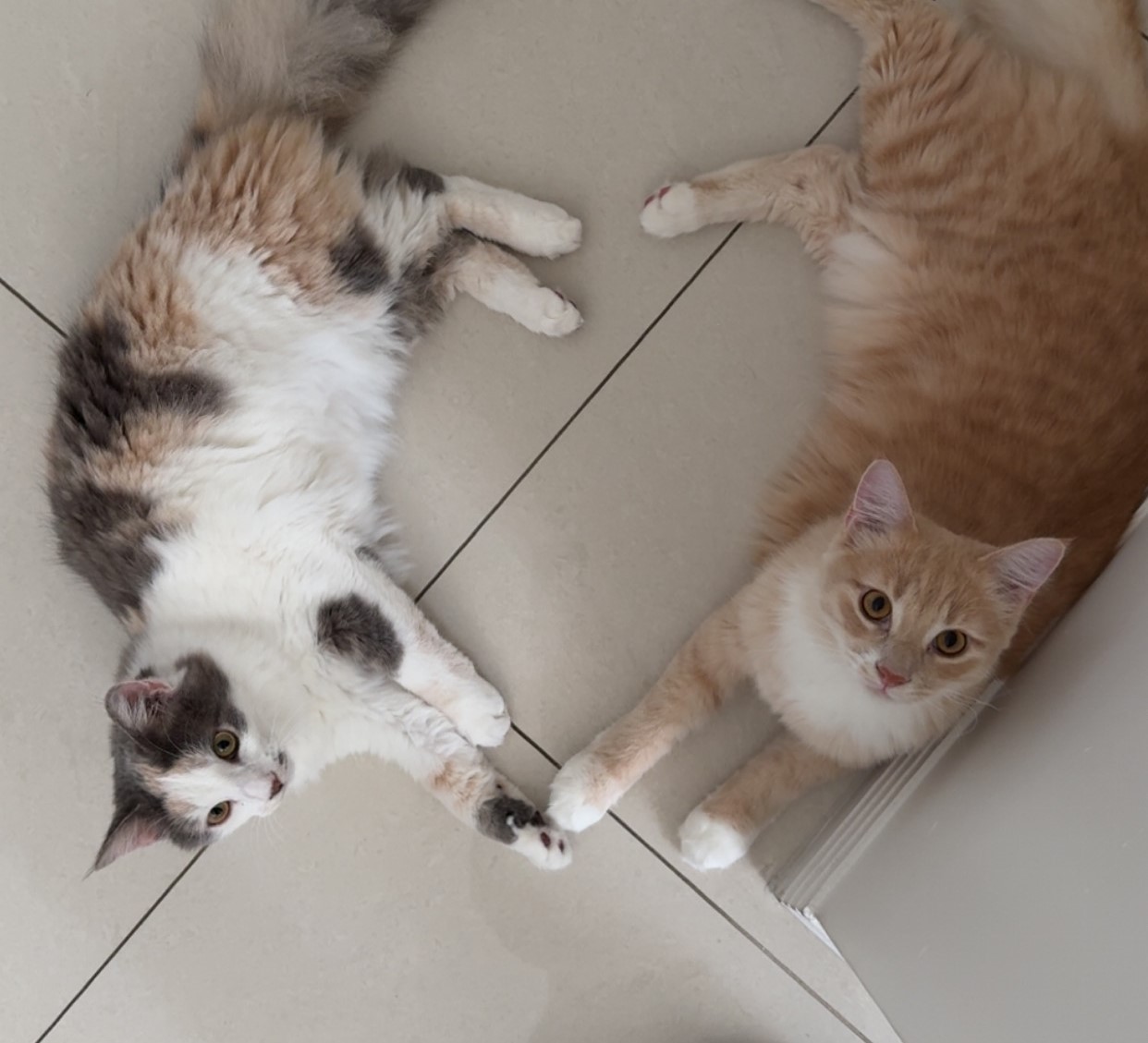 Miso and Mango the 9 month old Domestic Shorthair kittens - playful and affectionate cats who love snuggling and chasing each other.