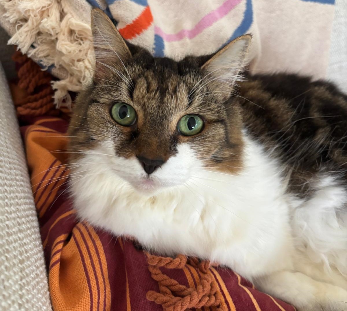 Iggy the 12 year old Domestic Mixed Medium Hair - shy and independent cat who loves sunny lap time and gentle brushing.